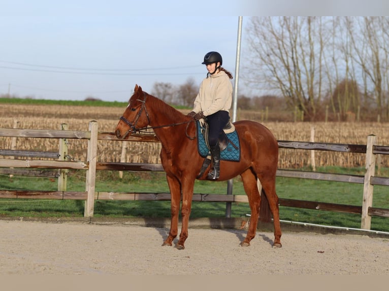 Irish sport horse Ruin 4 Jaar 164 cm Donkere-vos in Bogaarden