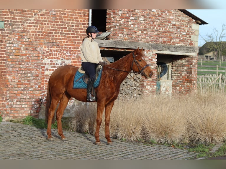 Irish sport horse Ruin 4 Jaar 164 cm Donkere-vos in Bogaarden