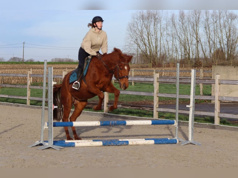 Irish sport horse Ruin 4 Jaar 164 cm Donkere-vos in Bogaarden