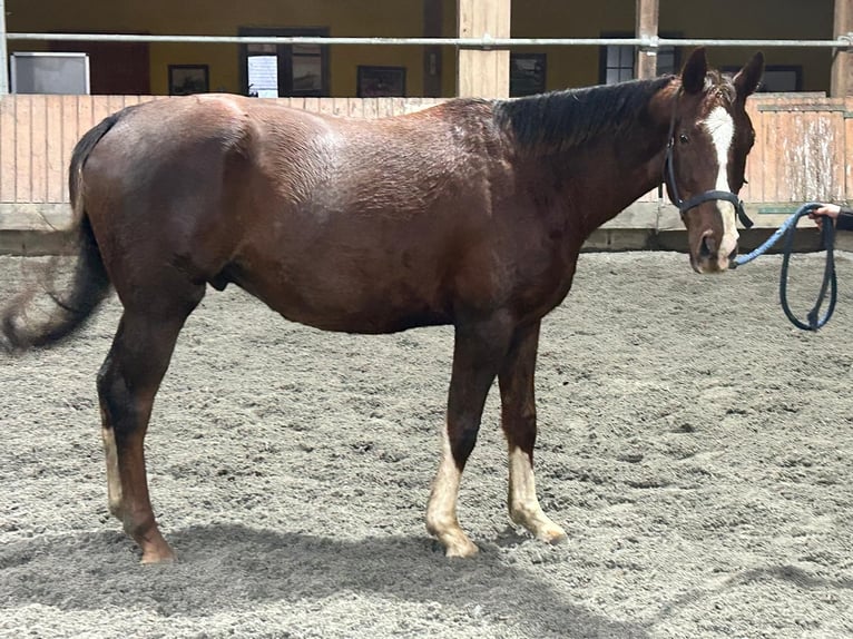 Irish sport horse Ruin 4 Jaar 165 cm Donkere-vos in Enniscorthy