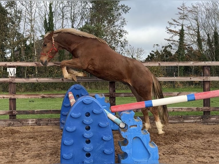 Irish sport horse Mix Ruin 4 Jaar 165 cm in Newry