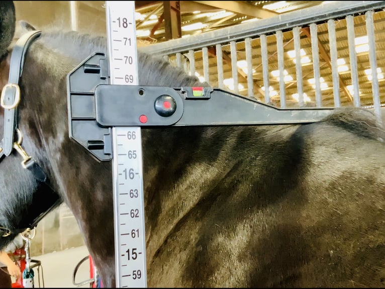 Irish sport horse Ruin 4 Jaar 167 cm Zwart in Mountrath