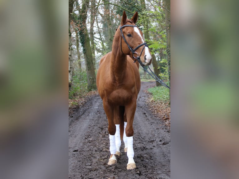 Irish sport horse Ruin 4 Jaar 168 cm Donkere-vos in Nettetal