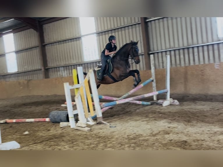 Irish sport horse Ruin 4 Jaar 168 cm Roodbruin in Sligo