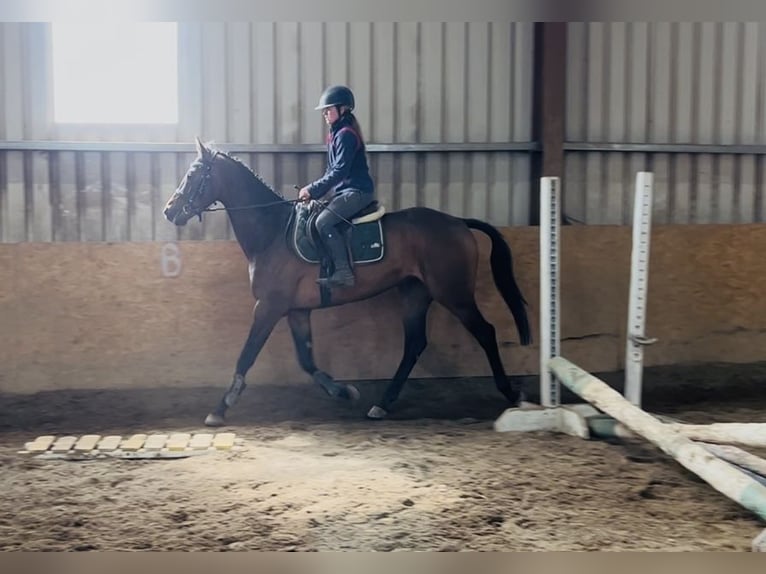 Irish sport horse Ruin 4 Jaar 168 cm Roodbruin in Sligo