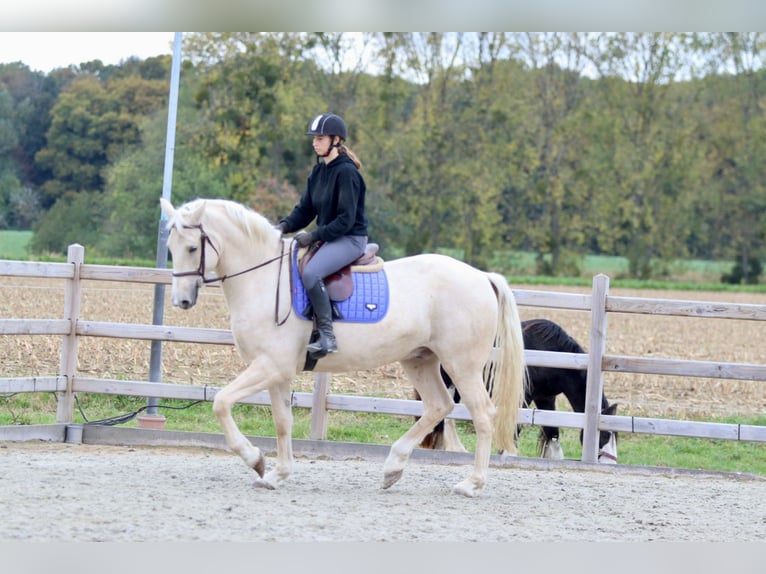 Irish sport horse Ruin 4 Jaar 170 cm Palomino in Bogaarden Irish sport horse Ruin 4 Jaar 170 cm Palomino in Bogaarden