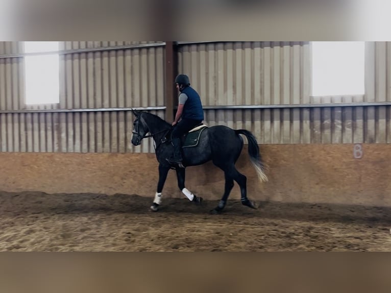 Irish sport horse Ruin 4 Jaar 170 cm Schimmel in Sligo