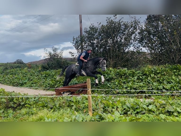 Irish sport horse Ruin 4 Jaar 170 cm Schimmel in Sligo