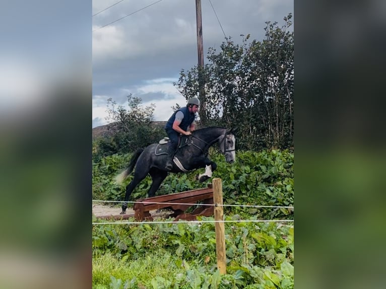 Irish sport horse Ruin 4 Jaar 170 cm Schimmel in Sligo