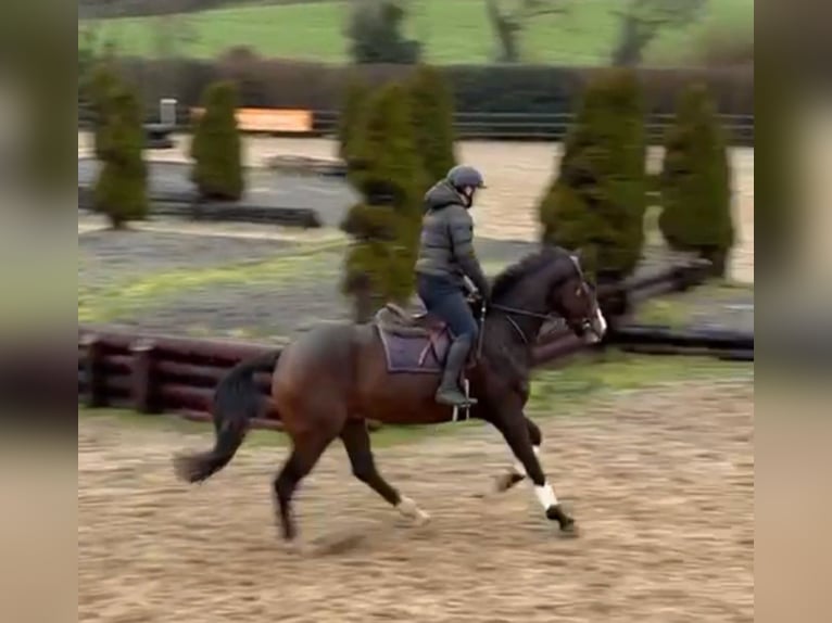 Irish sport horse Ruin 4 Jaar 173 cm Donkerbruin in Longford