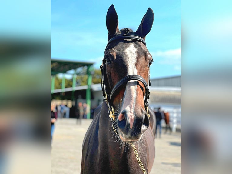 Irish sport horse Ruin 4 Jaar 173 cm Donkerbruin in Longford