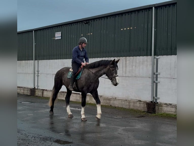 Irish sport horse Ruin 4 Jaar 173 cm Schimmel in Sligo