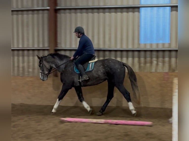 Irish sport horse Ruin 4 Jaar 173 cm Schimmel in Sligo