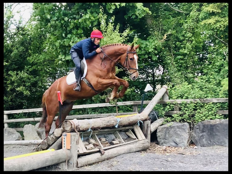 Irish sport horse Ruin 4 Jaar 175 cm Vos in Mountrath