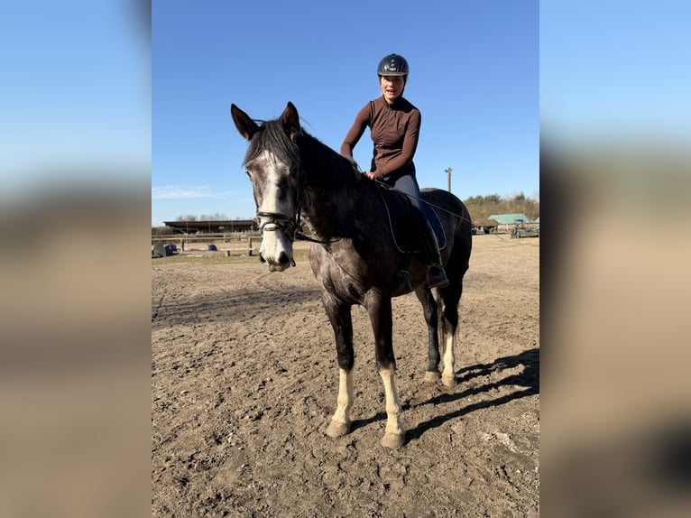 Irish sport horse Ruin 4 Jaar 180 cm  in Trebbin