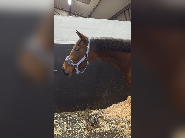 Irish sport horse Mix Ruin 4 Jaar Roodbruin in Leitrim