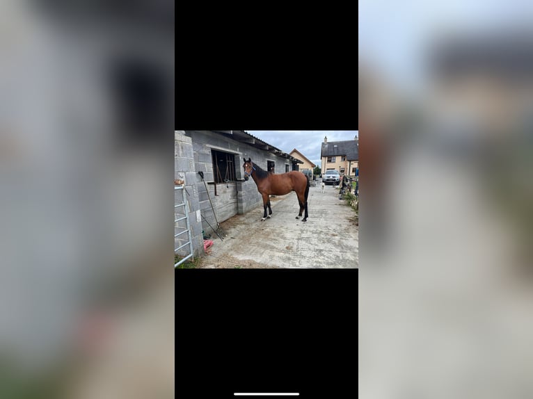 Irish sport horse Mix Ruin 4 Jaar Roodbruin in Leitrim