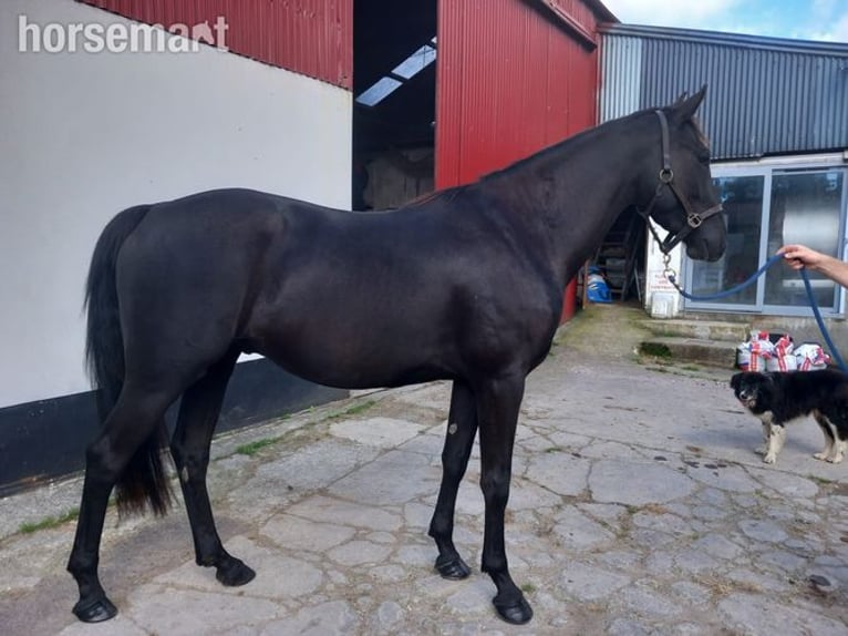 Irish sport horse Ruin 4 Jaar Zwart in Bantry
