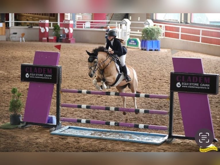 Irish sport horse Ruin 5 Jaar 148 cm Falbe in Cork