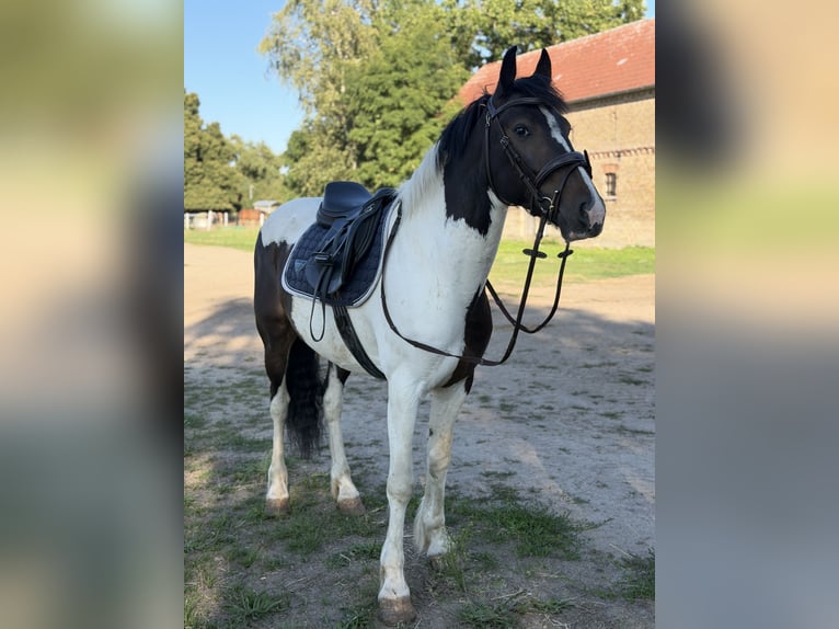 Irish sport horse Mix Ruin 5 Jaar 150 cm Gevlekt-paard in Trebbin