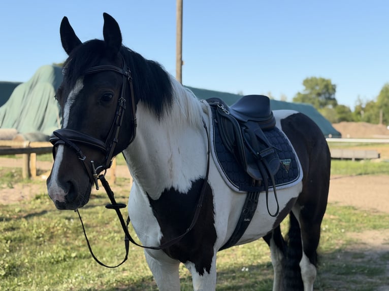 Irish sport horse Mix Ruin 5 Jaar 150 cm Gevlekt-paard in Trebbin