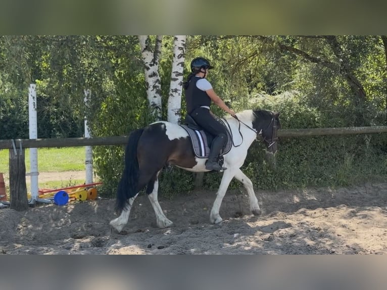Irish sport horse Mix Ruin 5 Jaar 150 cm Gevlekt-paard in Trebbin