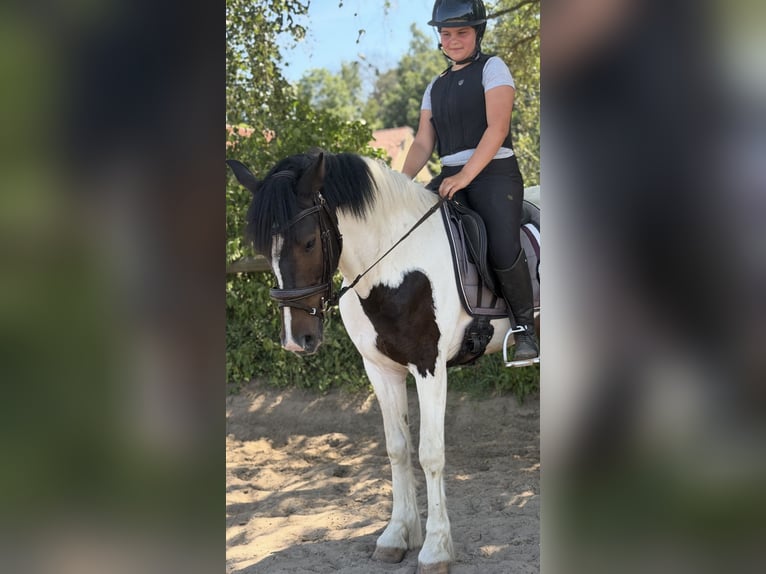 Irish sport horse Mix Ruin 5 Jaar 150 cm Gevlekt-paard in Trebbin