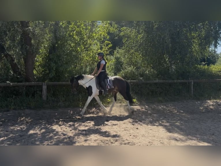 Irish sport horse Mix Ruin 5 Jaar 150 cm Gevlekt-paard in Trebbin