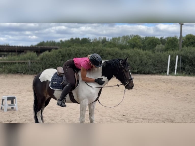 Irish sport horse Mix Ruin 5 Jaar 150 cm Gevlekt-paard in Trebbin
