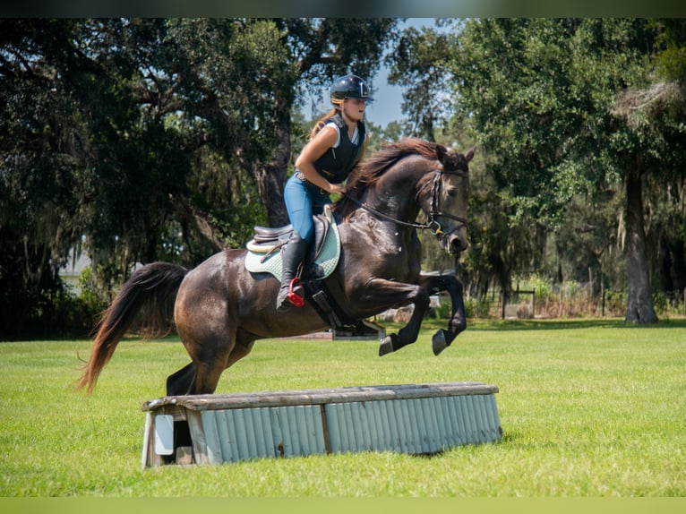 Irish sport horse Mix Ruin 5 Jaar 152 cm Buckskin in Ocala