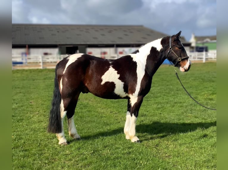 Irish sport horse Mix Ruin 5 Jaar 153 cm Appaloosa in Laois
