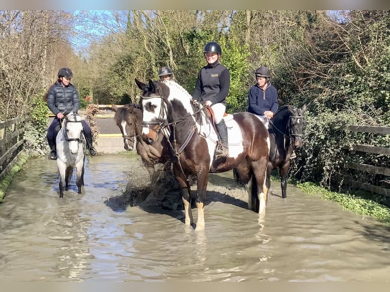 Irish sport horse Mix Ruin 5 Jaar 153 cm Appaloosa in Laois