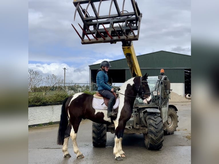 Irish sport horse Mix Ruin 5 Jaar 153 cm Appaloosa in Laois