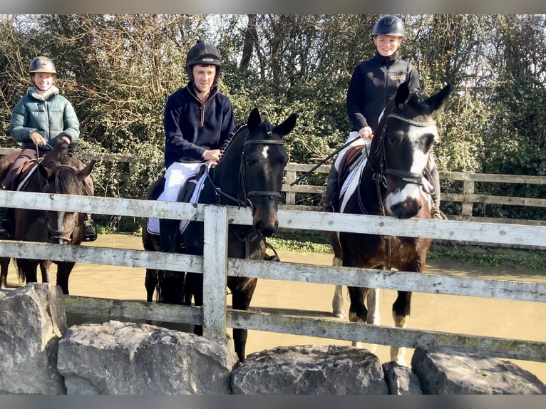 Irish sport horse Mix Ruin 5 Jaar 153 cm Appaloosa in Laois