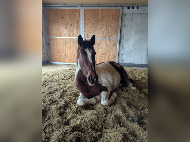 Irish sport horse Mix Ruin 5 Jaar 155 cm Gevlekt-paard in Oberhaching