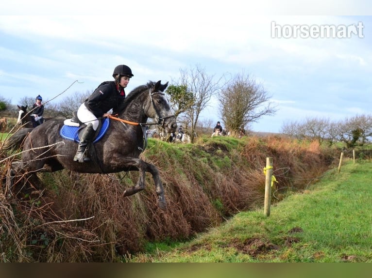 Irish sport horse Ruin 5 Jaar 157 cm Schimmel in Listowel