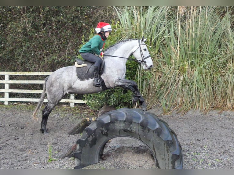 Irish sport horse Ruin 5 Jaar 158 cm Appelschimmel in Mountrath
