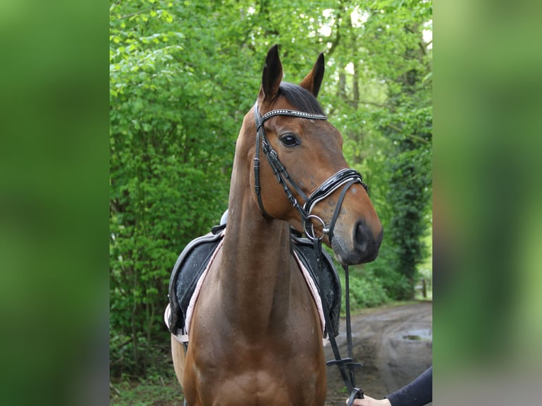 Irish sport horse Ruin 5 Jaar 160 cm Brauner in Nettetal