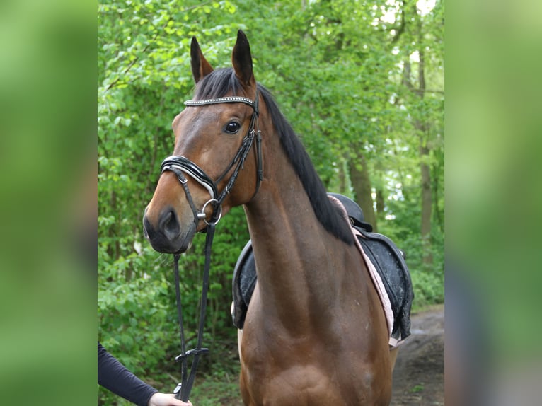 Irish sport horse Ruin 5 Jaar 160 cm Brauner in Nettetal