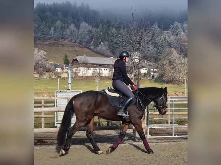 Irish sport horse Ruin 5 Jaar 160 cm Donkerbruin in Gummern