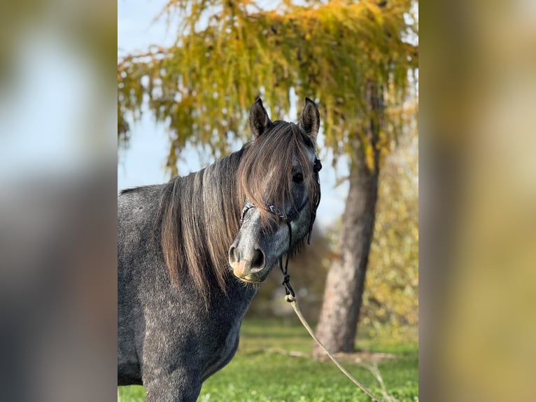 Irish sport horse Mix Ruin 5 Jaar 160 cm kan schimmel zijn in Achstetten