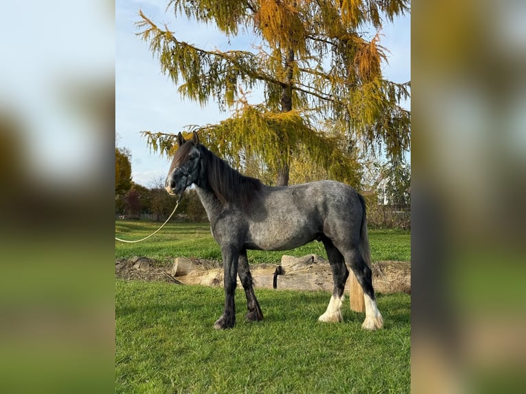 Irish sport horse Mix Ruin 5 Jaar 160 cm kan schimmel zijn in Achstetten