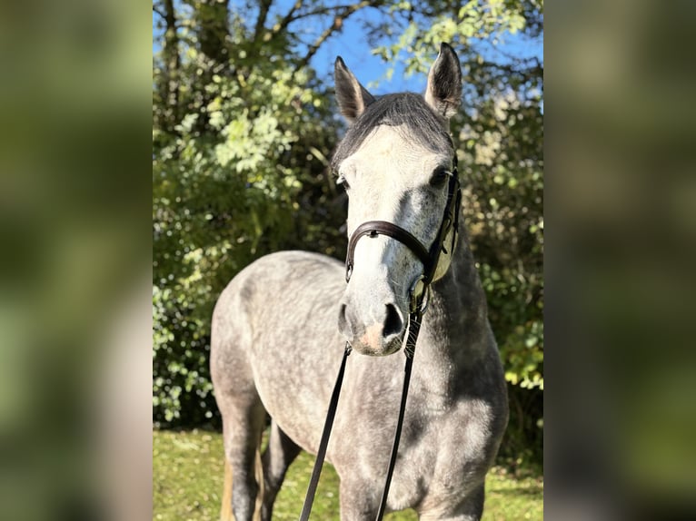 Irish sport horse Ruin 5 Jaar 160 cm Schimmel in Newcastle west