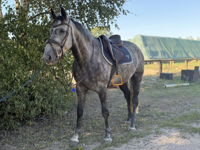 Irish sport horse Ruin 5 Jaar 160 cm Zwartschimmel in Trebbin