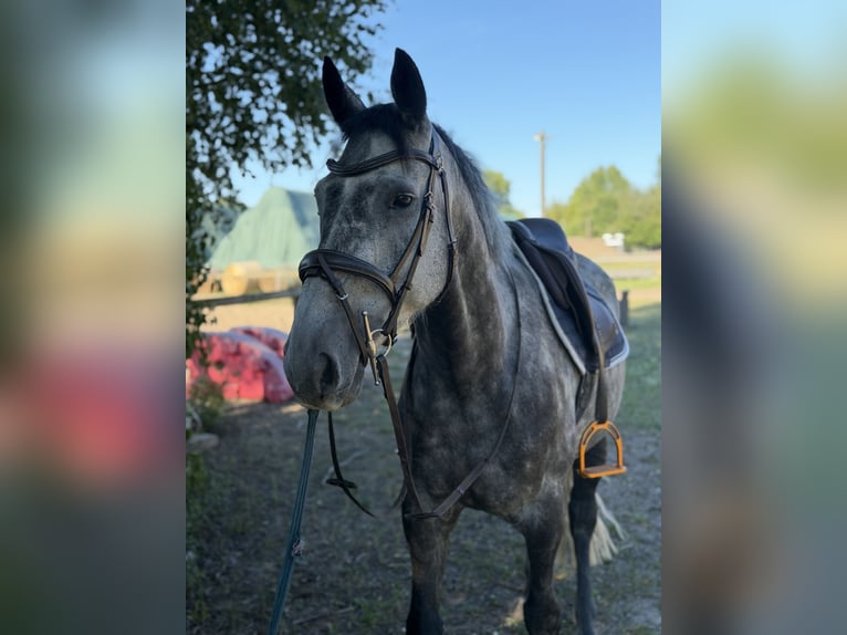 Irish sport horse Ruin 5 Jaar 160 cm Zwartschimmel in Trebbin