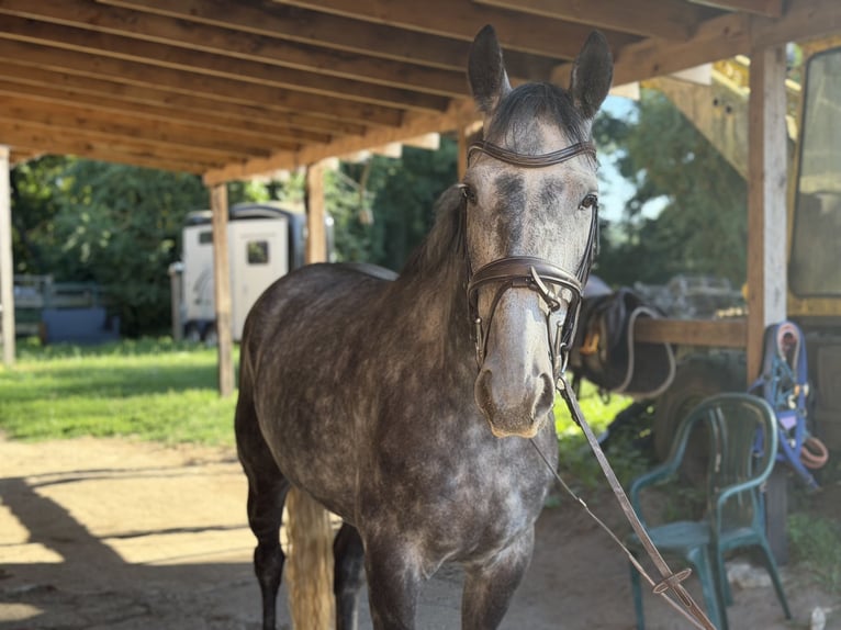 Irish sport horse Ruin 5 Jaar 160 cm Zwartschimmel in Trebbin