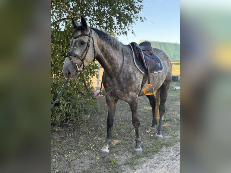Irish sport horse Ruin 5 Jaar 160 cm Zwartschimmel in Trebbin