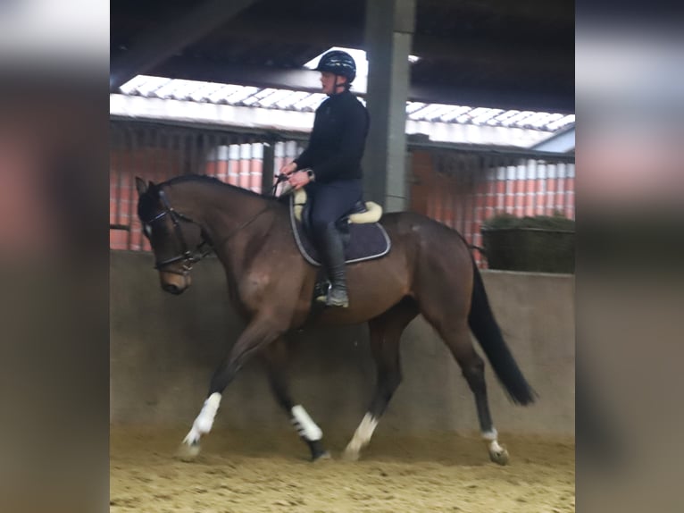 Irish sport horse Mix Ruin 5 Jaar 162 cm Bruin in Uelsen