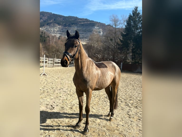 Irish sport horse Ruin 5 Jaar 162 cm Donkerbruin in Gummern