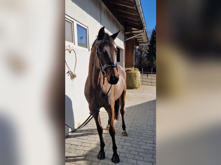 Irish sport horse Ruin 5 Jaar 162 cm Donkerbruin in Gummern